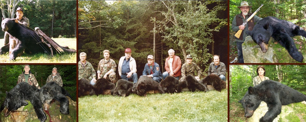 maine bear hunting